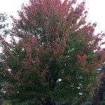 Fulton County Foliage Report: Week of October 7-13