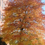 Fulton County Foliage Report: Week of October 14-20