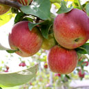 Closeup of apples on a branch