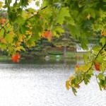 Fall foliage handing over the water