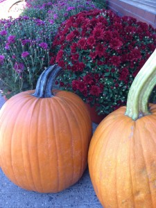 pumpkins mums outside coop