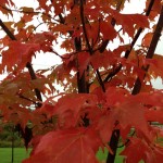 Fulton County Foliage Report: Week of September 30-October 6