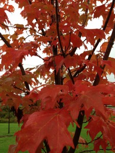 VC tree