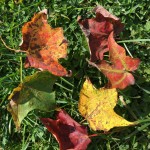 Some of the colors visible this week.