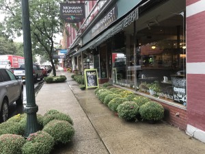 Mums in front of Mohawk Harvest Cooperative Market, Gloversville