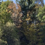 Fall Foliage Report: October 17 -23