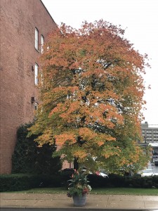 Tree in Gloversville on Thursday, October 11