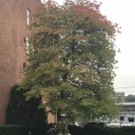 Tree in Gloversville on Monday, October 8
