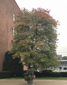 Tree in Gloversville on Monday, October 8