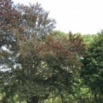 Fall Foliage Report: October 3-9