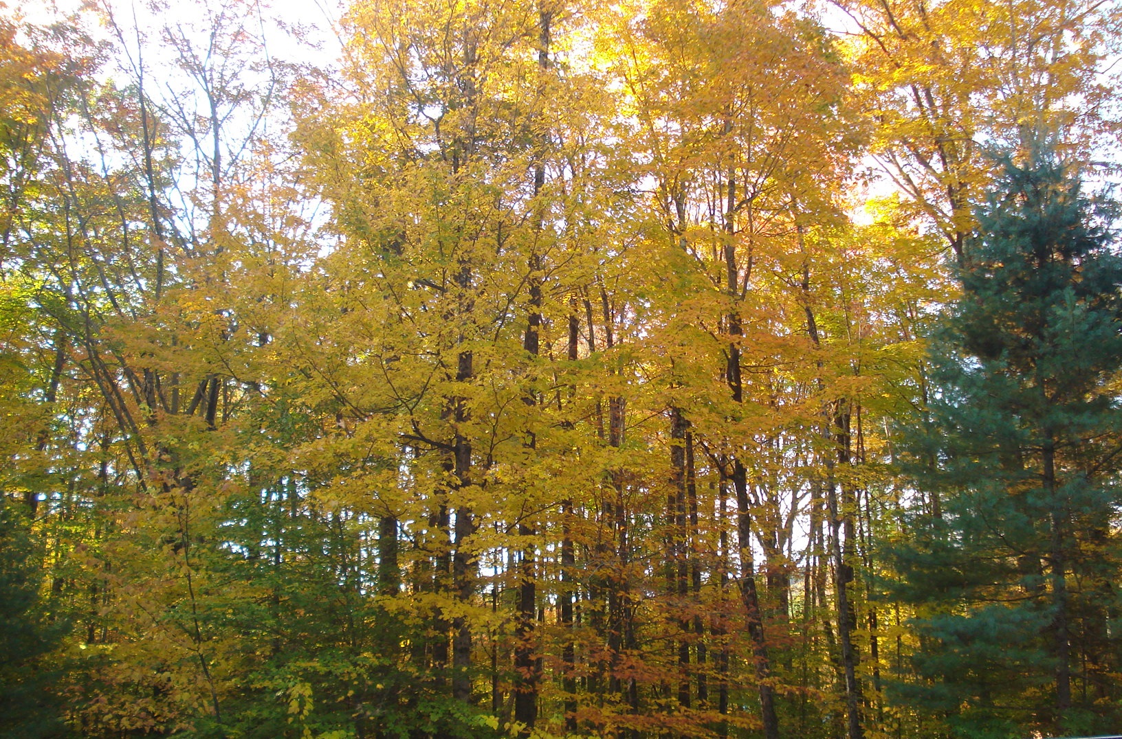Fall Foliage Report October 1622 Things to do in Fulton County NY